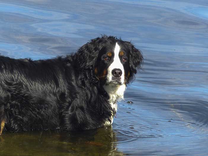 Consommation, Chien,Doggyguard,Faire garder son chien pendant les vacances