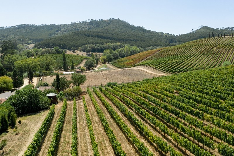Immobilier : acheter un domaine viticole en France