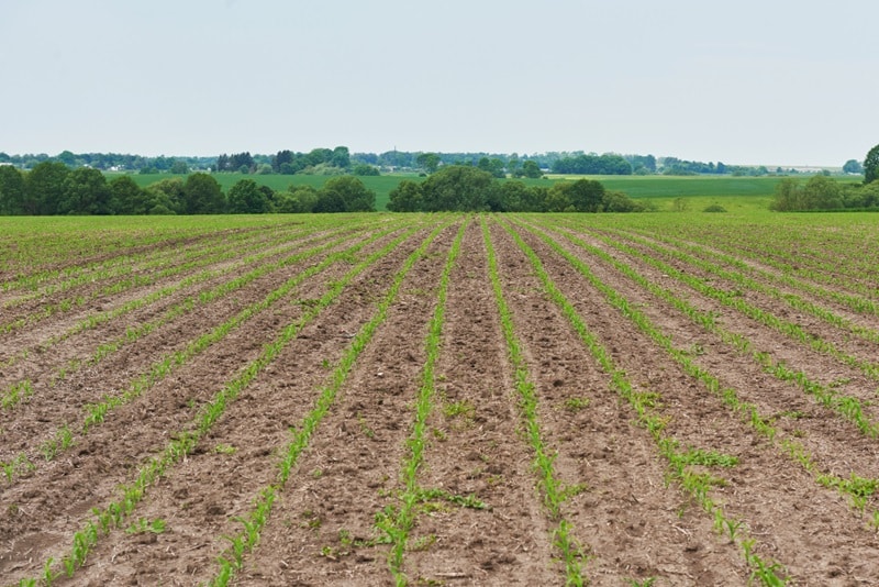 Diversifier son patrimoine grâce au Groupement foncier agricole